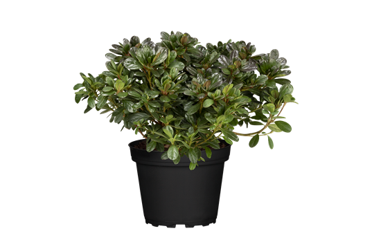 Rhododendron obtusum 'Canzonetta'