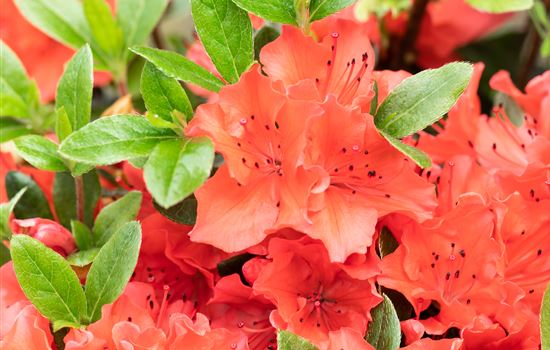 Rhododendron obtusum 'Geisha Orange'